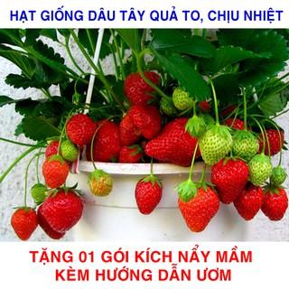 100 Hạt giống Dâu Tây Quả To, Chịu nhiệt (Tặng gói kích mầm, hướng dẫn ươm)