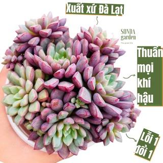 Sen đá kim cương tím SONDA GARDEN size trung bình 10-12cm, cây cảnh trang trí nhà cửa, lỗi 1 đổi 1