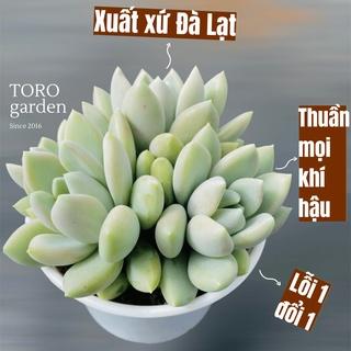 Sen đá sỏi xám bụi nhiều đầu Đà Lạt size trung bình cây cảnh trang trí nhà cửa Toro garden