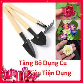 Hạt Giống Hoa Sen Nhật Mini- [ Tặng bộ dụng cụ làm vườn Mini 3 món ]