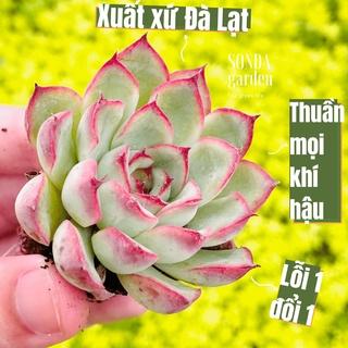 Sen đá viền hồng SONDA GARDEN size mini 2,5-4cm cây cảnh trang trí nhà cửa, lỗi 1 đổi 1