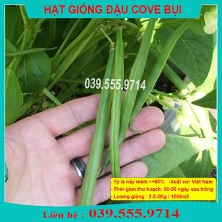 Hạt Giống Đậu Cove Bụi Lùn Xanh – Gói 50gram, Ít Sâu Bệnh