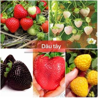 Hạt giống Dâu Tây, Gói 200 hạt dâu tây bốn mùa