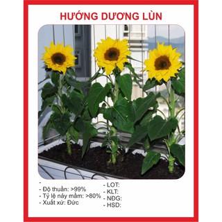 hạt giống hướng dương