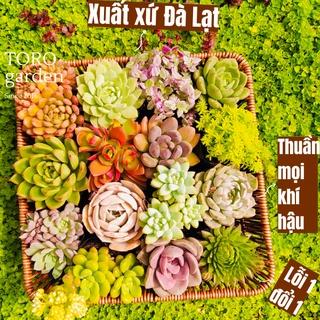 Sen đá random 6 loại Đà Lạt size bé cây cảnh trang trí nhà cửa Toro garden