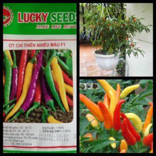 Hạt giống ớt chỉ thiên nhiều mầu LUCKY SEEDS -30 hạt