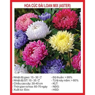 Hạt giống hoa Cúc Đài Loan 50 Hạt