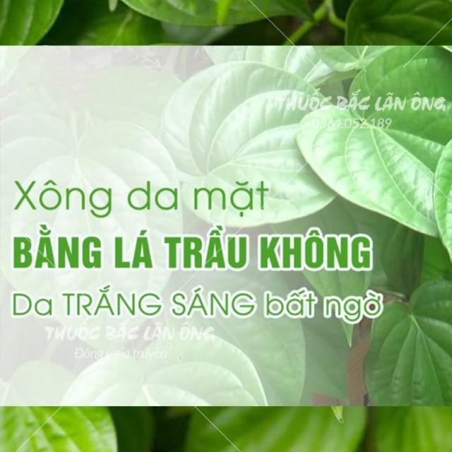 Bột lá trầu không được sử dụng để làm gì?