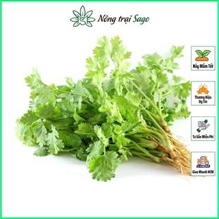 Hạt giống Rau Ngò Rí ( Ngò Hạt Nhỏ) Dễ Trồng, Nhanh Thu Hoạch, Trồng Quanh Năm (gói 20gr) - Nông Trại Sago