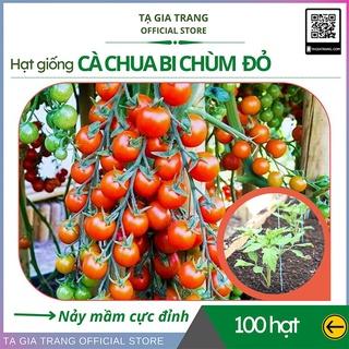 hạt giống cà chua