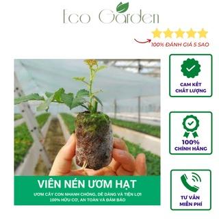 Combo 105 Viên nén xơ dừa, viên nén ươm hạt (hàng loại dày)