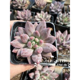 cây sen đá kim cương tím size chậu 7cm🌵 ❣   [Chính hãng]⚡ [Ảnh thật] ❤  [FreeShip] ✈  [Có sẵn]