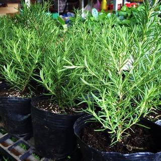 Gói 20 Hạt giống Cây Hương Thảo Đuổi Muỗi - Rosemary