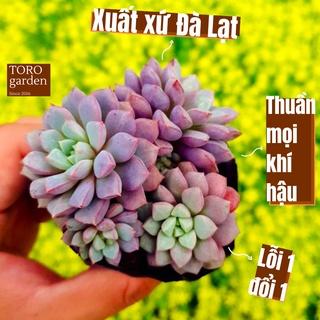 Sen đá kim cương tím Đà Lạt size bé cây cảnh trang trí nhà cửa Toro garden