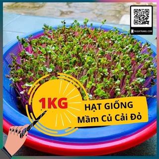 1KG Hạt giống rau mầm củ cải đỏ - Hạt giống mới, tỉ lệ nảy mầm cao