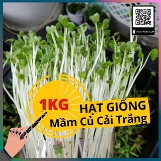 1KG Hạt giống rau mầm củ cải trắng - Thế giới Rau mầm Tạ Gia Trang