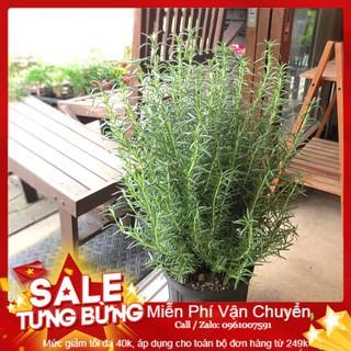 Hạt Giống Hương Thảo - 20 Hạt [ Tặng bộ dụng cụ làm vườn Mini 3 món ]