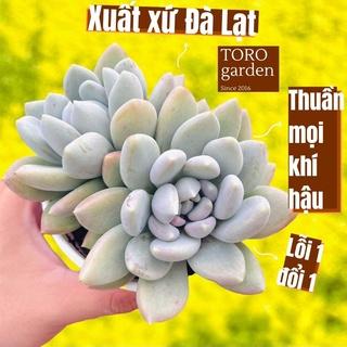 Sen đá sỏi xám Đà Lạt size trung bình cây cảnh trang trí nhà cửa Toro garden