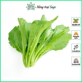 Hạt giống Cải Bẹ Xanh Mỡ Cao Sản (Cải Cay) Trồng Quanh Năm (gói 20gr) - Nông Trại Sago