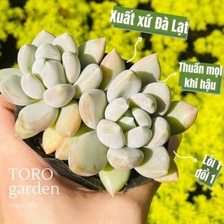 Sen đá sỏi xám Đà Lạt size bé cây cảnh trang trí nhà cửa Toro garden