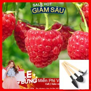 Hạt Giống Quả Mâm Xôi Đỏ - 10 Hạt / Gói - Tặng Kèm Bộ Dụng Cụ Trồng Cây Mini