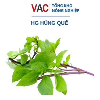 [Sỉ Lẻ] - Hạt giống Húng Quế (Húng Chó - Rau Quế Lá To) - Gói 10g