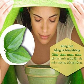 Bột lá trầu không có tác dụng gì cho sức khỏe con người?