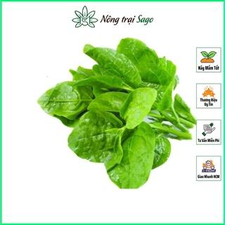 Hạt giống Mồng Tơi Xanh Cao Sản, Dễ Trồng, Sinh Trưởng Tốt, Mùa Vụ Quanh Năm (gói 20 gr) - Nông Trại Sago