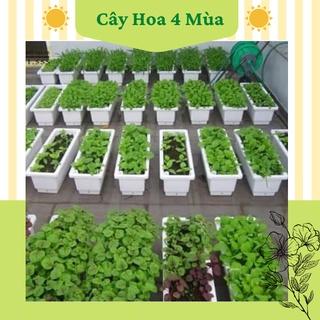 Chậu nhựa dài khay trồng rau hoa thông minh, chậu trồng cây hình chữ nhật hàng loại 1