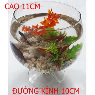 [Mã PET20K giảm 20K đơn 250K] Bể Cá Ly Mini LC4 11x10x10CM - Hồ Cá Để Bàn - Chậu Cá Thủy Tinh [LC4]