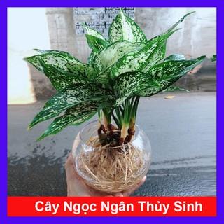 Cây Ngọc Ngân Thủy Sinh - Cây cảnh phong thủy để bàn