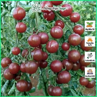 Hạt giống Cà Chua Cherry Đen Lai F1 Sinh Trưởng Vô Hạn, Trồng Quanh Năm - Nông Trại Sago