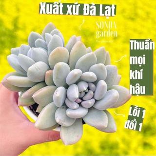 Sen đá sỏi xám SONDA GARDEN size trung bình 10cm, cây cảnh trang trí nhà cửa, lỗi 1 đổi 1