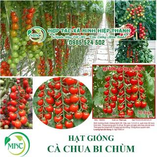 Hạt giống cà chua bi chùm (chuỗi ngọc)