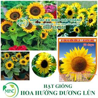 Hạt giống hoa hướng dương lùn