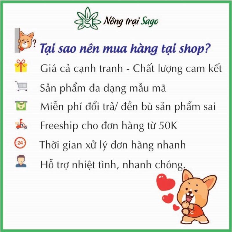 Có cần phải xử lý hạt giống rau muống trước khi trồng?