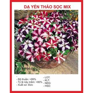 Hạt giống Hoa Dạ Yến Thảo Sọc 100 Hạt