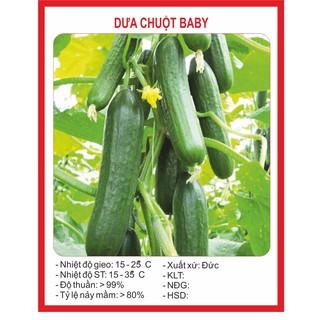 hạt giống dưa chuột