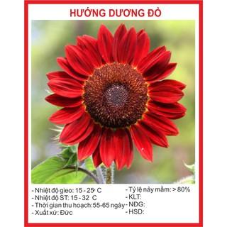 Hạt Giống Hoa Hướng Dương Đỏ 30 Hạt