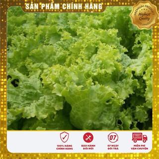 Hạt Giống Xà Lách Xoăn Xanh(5gr)