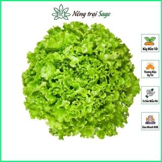 Hạt giống Xà Lách Xoăn Xanh Chịu Nhiệt, Sinh Trưởng Khỏe, Trồng Quanh Năm (gói 5 gr) - Nông Trại Sago