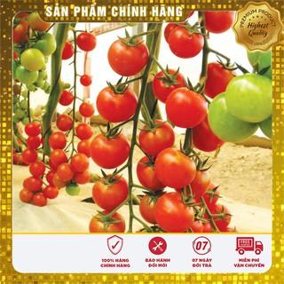 Hạt giống cà chua bi chùm đỏ - 30 hạt