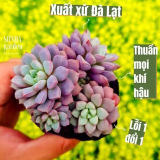 sen đá kim cương tím