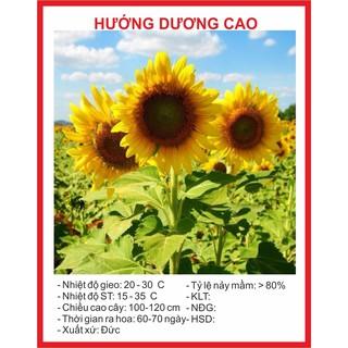 hạt giống hoa hướng dương