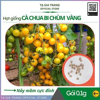 Hạt giống cà chua bi chùm vàng (Cà chua cherry vàng)