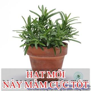 hạt giống hương thảo