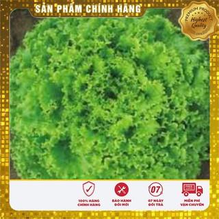 HẠT GIỐNG RAU XÀ LÁCH XOĂN XANH 5GRAM