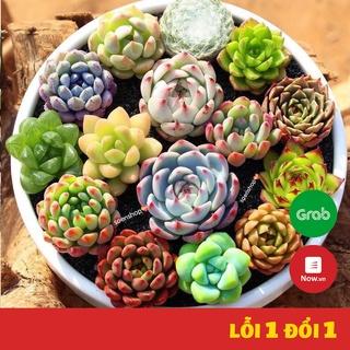 COMBO 10 loại sen đá mini mix ngẫu nghiên không trùng, xuất sứ Đà Lạt, Lỗi 1 đổi 1