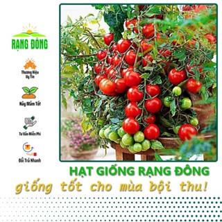 Hạt giống Cà Chua Bi Đỏ Lùn, Trái Sai, Kháng Bệnh Tốt, Trồng Quanh Năm (gói 0.1 gram) - Hạt giống Rạng Đông