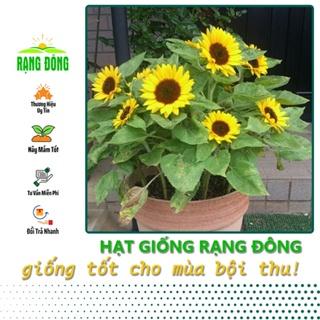 Hạt giống Hoa Hướng Dương Vàng Lùn Thích Hợp Trồng Chậu hoặc Vườn (gói 30 hạt) - Hạt Giống Hoa Trồng Chậu